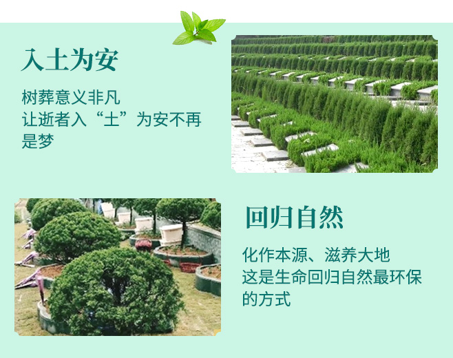 选择树葬的理由