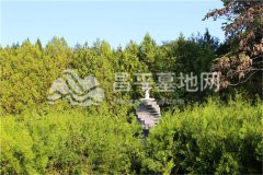 宝云岭墓园园区绿化