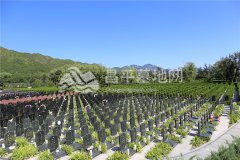 天寿陵园墓区环境