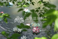 景仰园陵园水中荷花