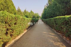 墓区道路