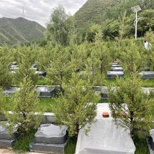 景仰园树葬墓地